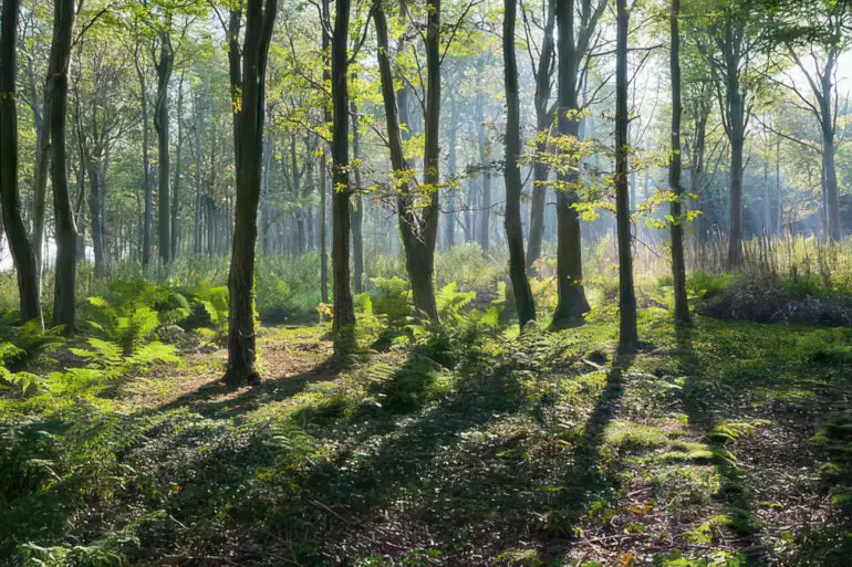 Misty Morning in Brighstone Forest