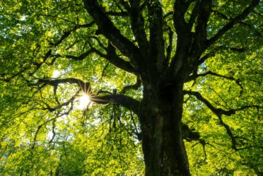 Oak tree in the sunshine