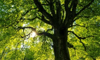 Oak tree in the sunshine