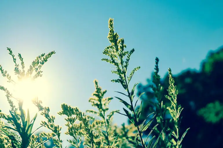 Sun behind the greenery