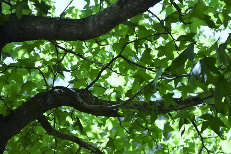 Under a tree looking up