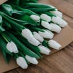 White tulip flower bouquet