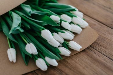 White tulip flower bouquet