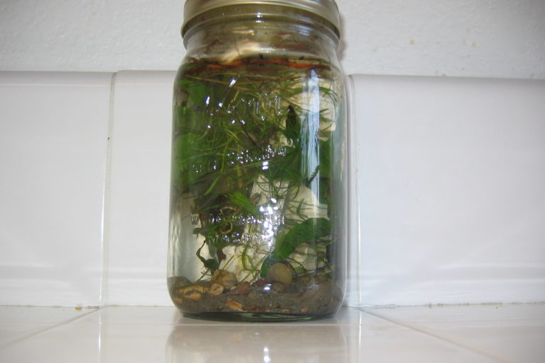 biosphere in a jar