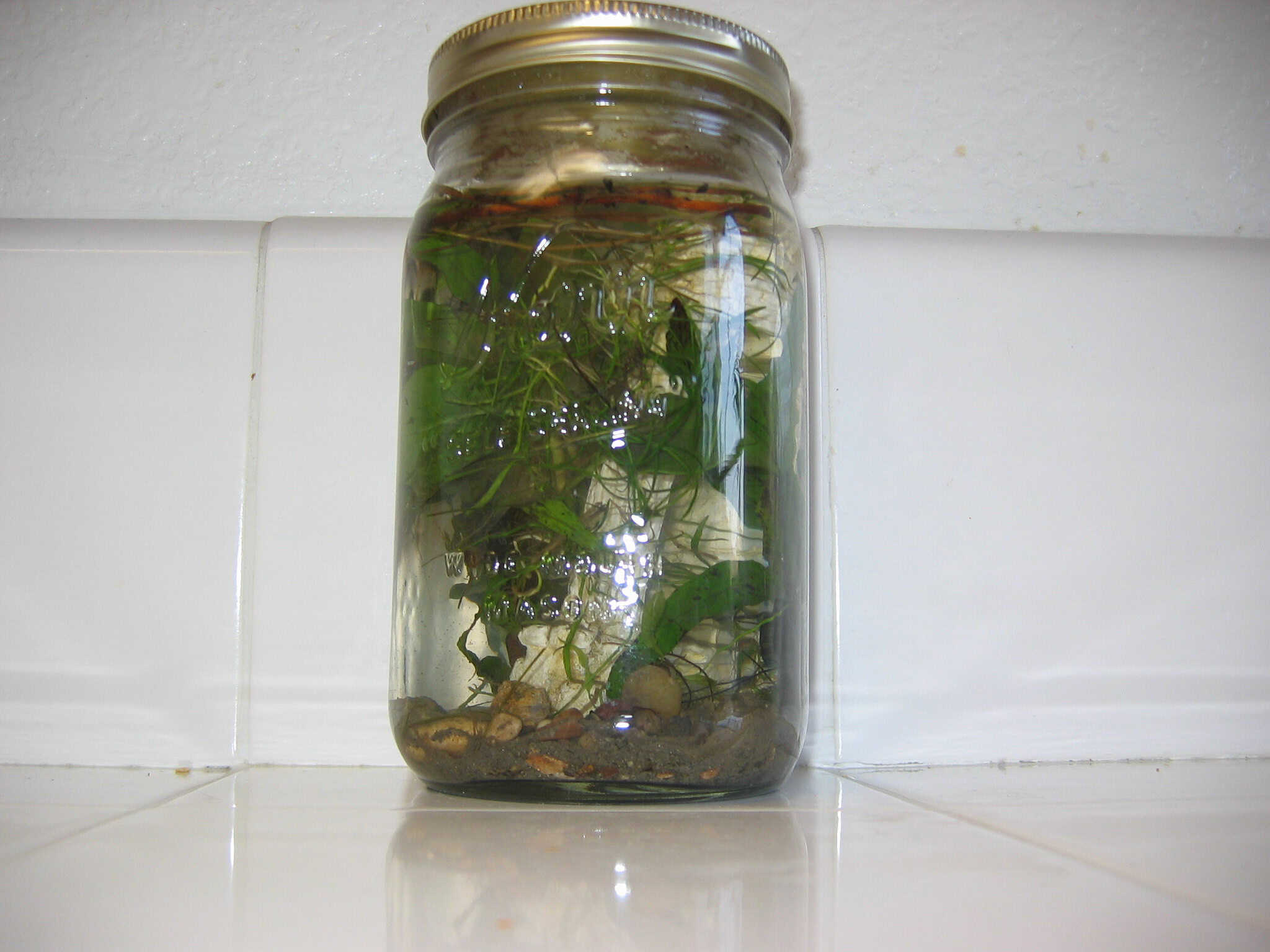 biosphere in a jar