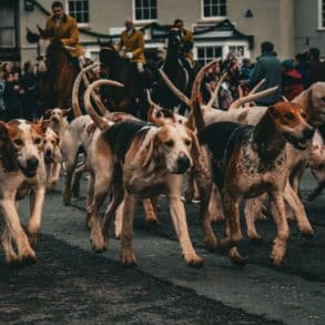 group of beagles setting off on a fox hunt