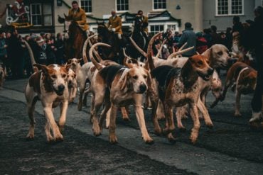 group of beagles setting off on a fox hunt