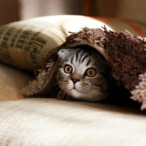 kitten peeking out from under a blanket