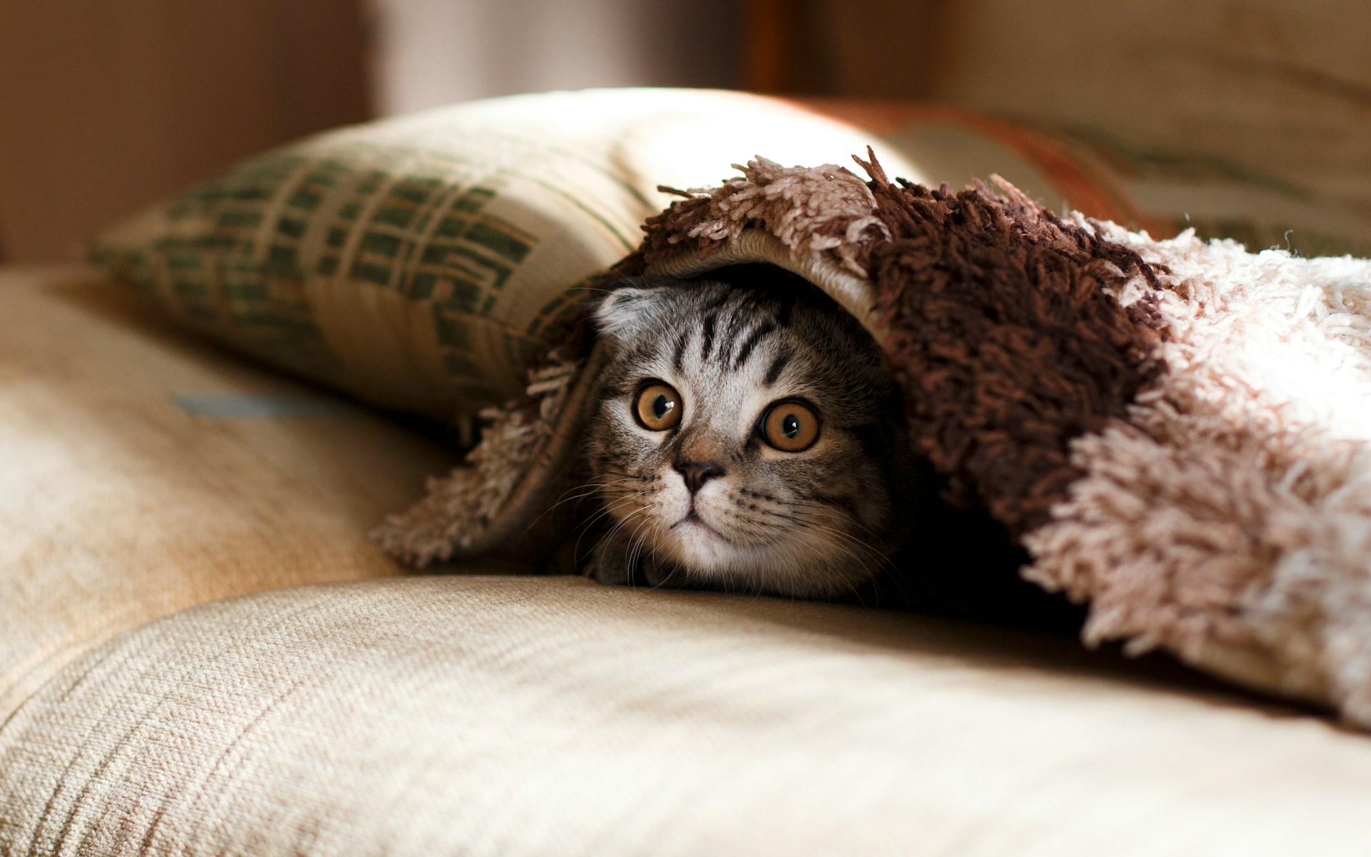 kitten peeking out from under a blanket