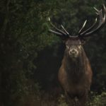 stag standing in dark woods