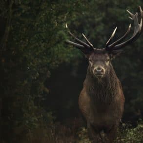 stag standing in dark woods