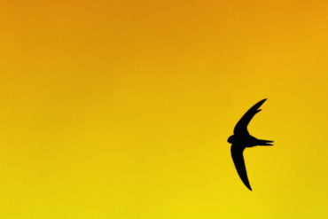 swift flying in the sky with a golden background