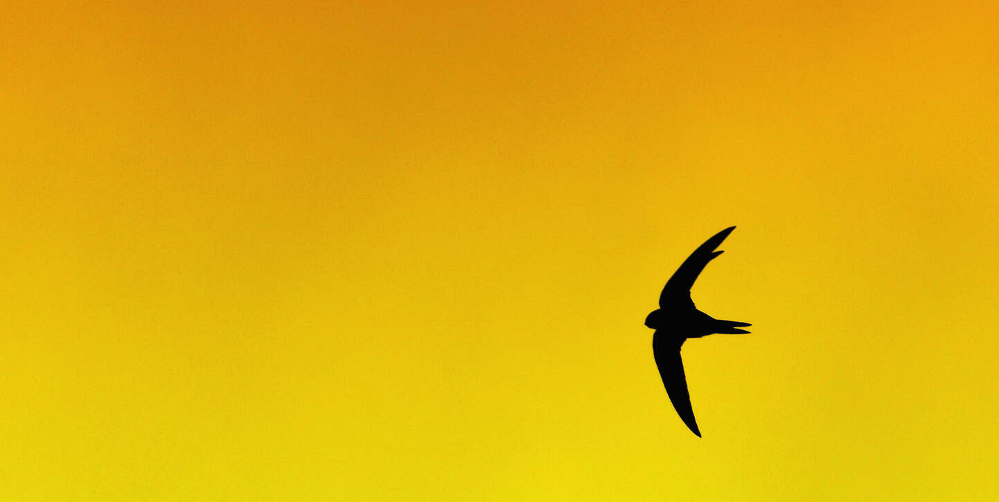 swift flying in the sky with a golden background