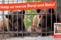 Two bears in a cage with the words, help us rescue Benji and Balu