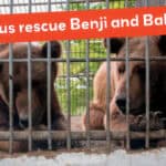Two bears in a cage with the words, help us rescue Benji and Balu