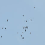 A flock of Swifts flying high in the sky