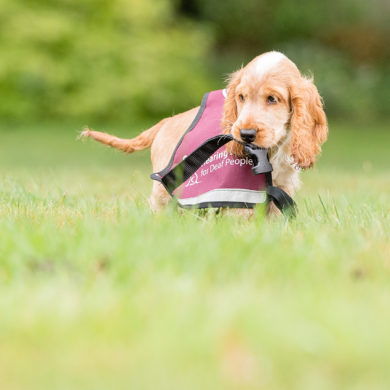 Hearing Dog Leo on a lawn