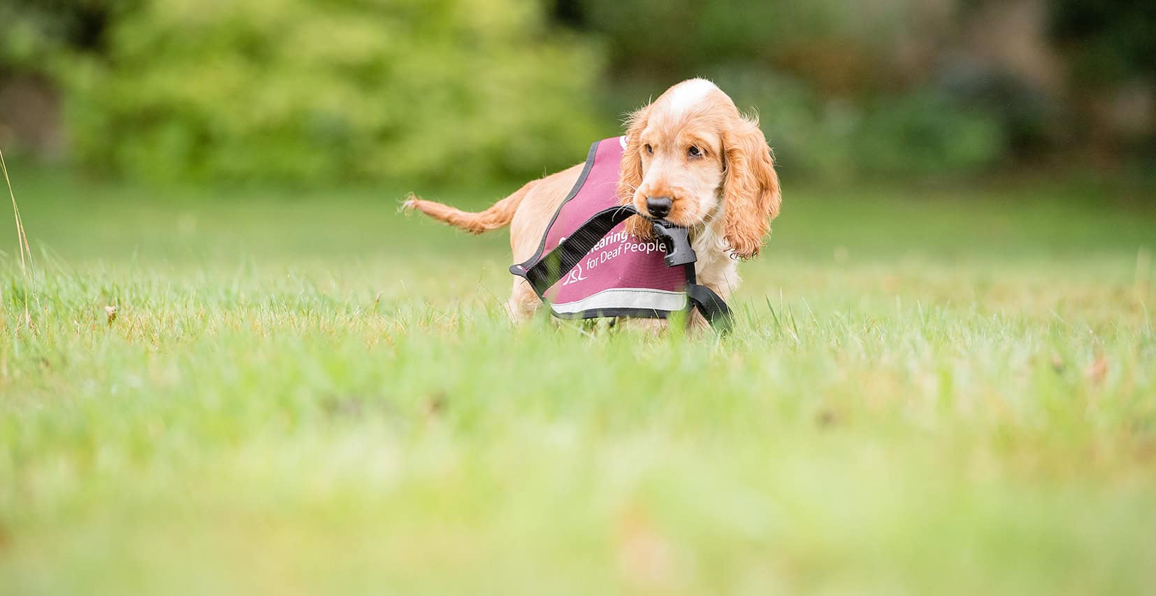 Hearing Dog Leo on a lawn