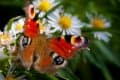 Peacock butterfly on daisies