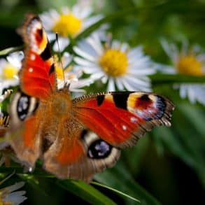 Peacock butterfly on daisies