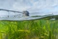 seagrass meadow by bembridge lifeboat station bridge