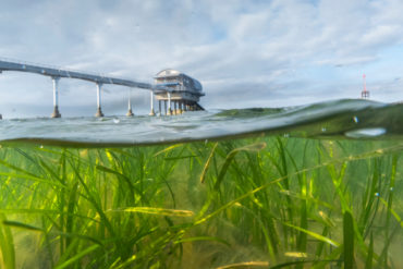 seagrass meadow by bembridge lifeboat station bridge