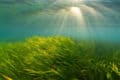 seagrass underwater with light shining in through the surface of the water