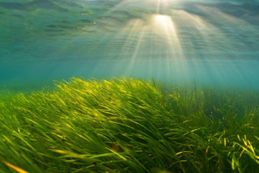 seagrass underwater with light shining in through the surface of the water