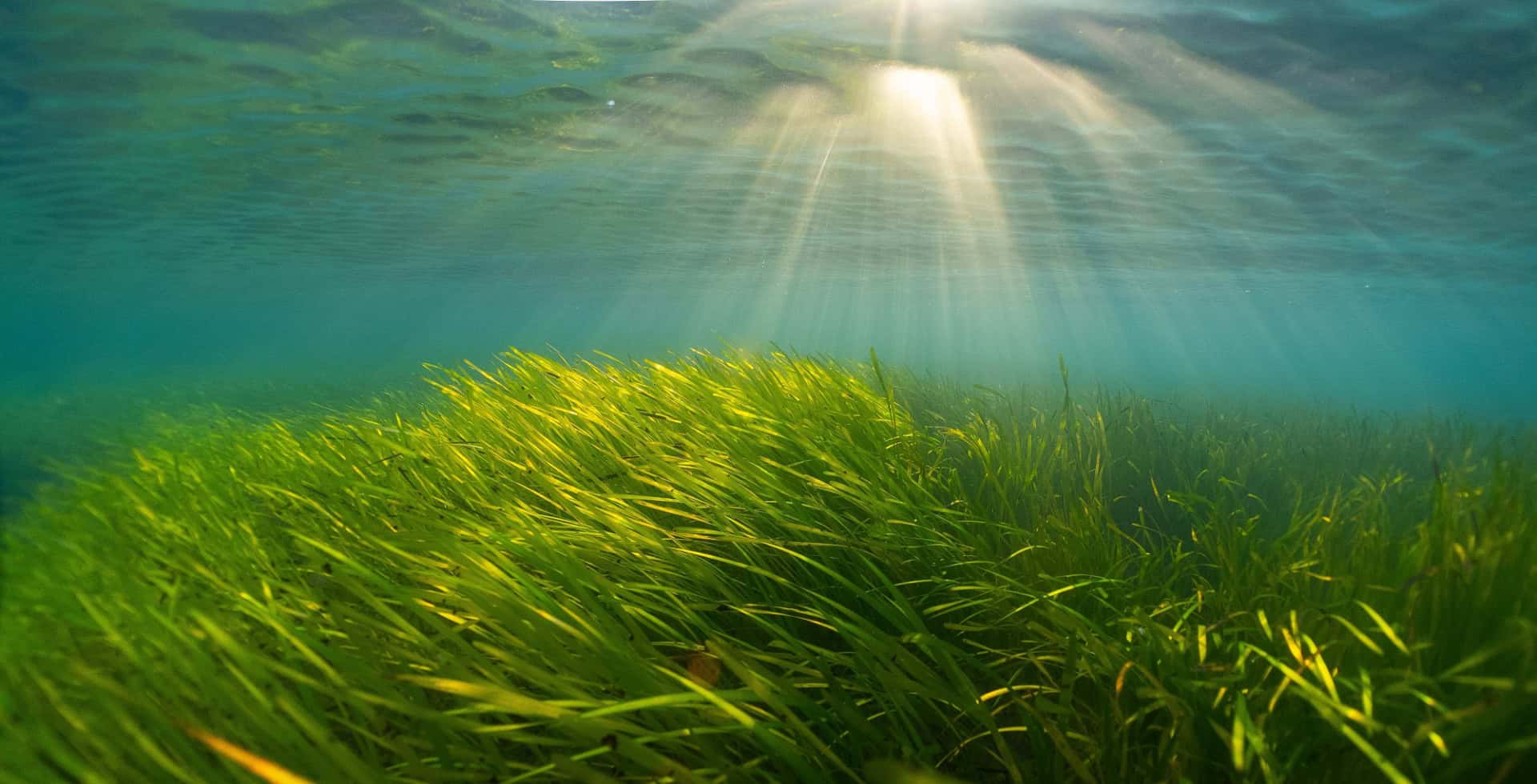 seagrass underwater with light shining in through the surface of the water