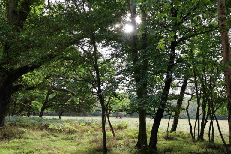 Trees in Roydon Woods Nature Reserve © HIWWT