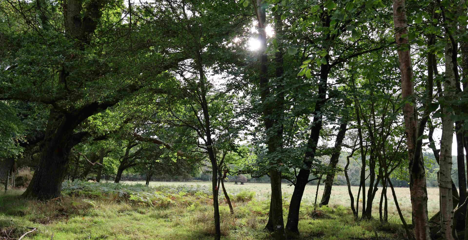 Trees in Roydon Woods Nature Reserve © HIWWT