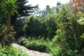 Plants and trees in Vernon Square