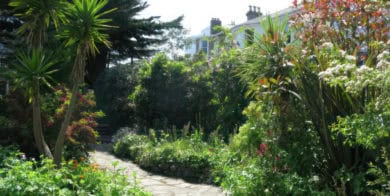 Plants and trees in Vernon Square