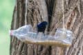 bird feeder made of plastic bottle hanging in a tree with a blackbird sitting on it