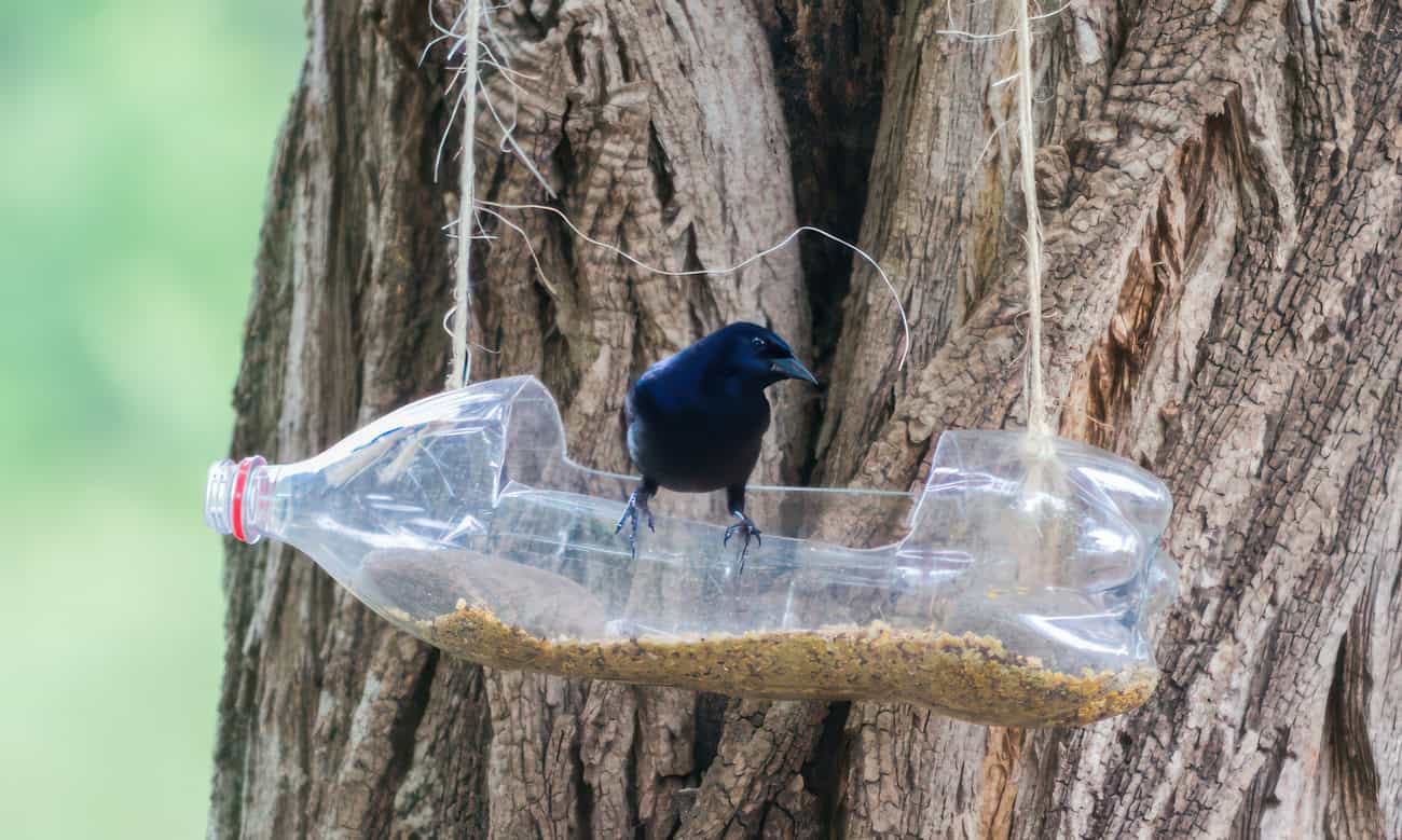 bird feeder made of plastic bottle hanging in a tree with a blackbird sitting on it