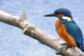 A kingfisher bird on a branch above water