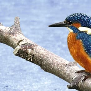 A kingfisher bird on a branch above water