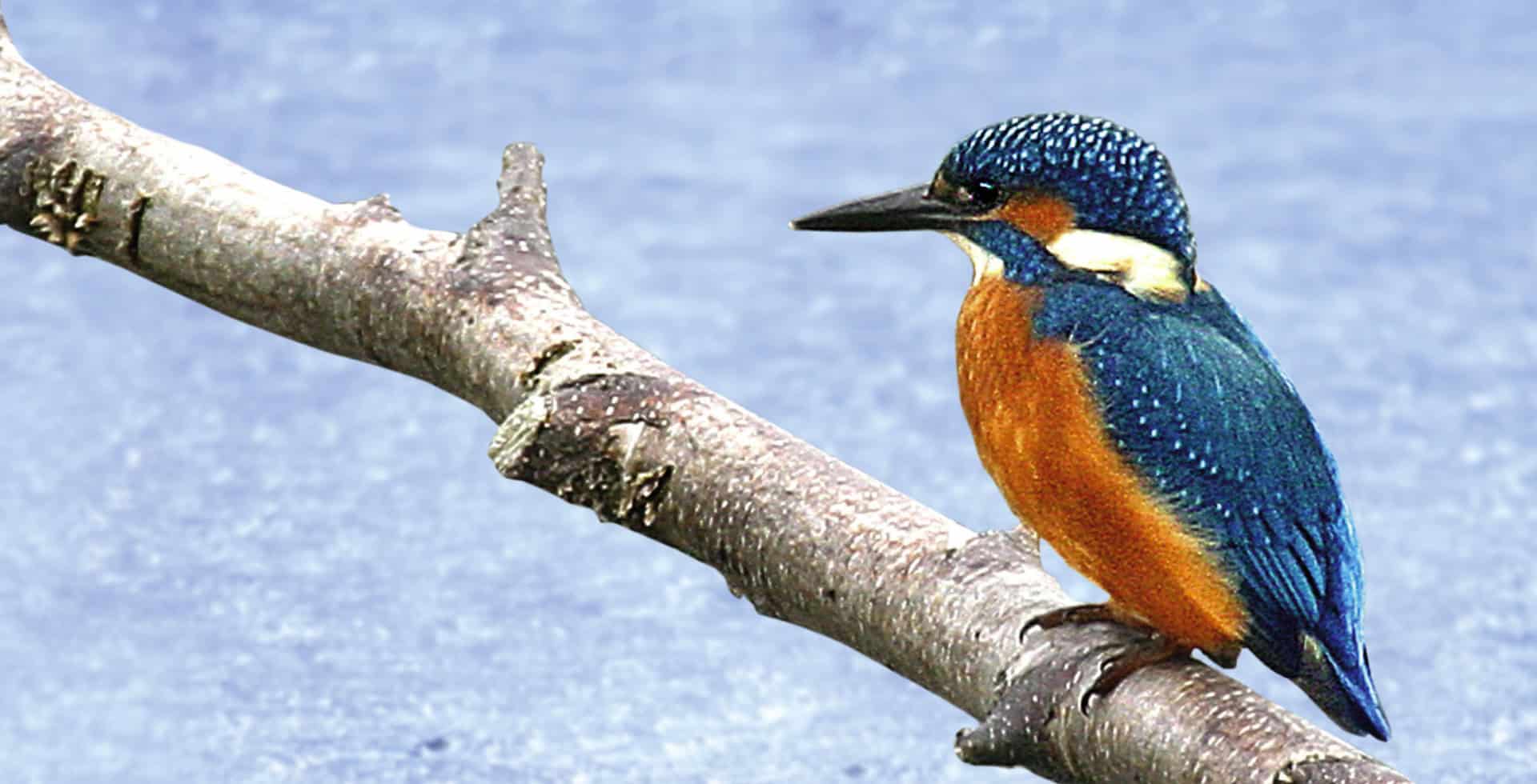 A kingfisher bird on a branch above water