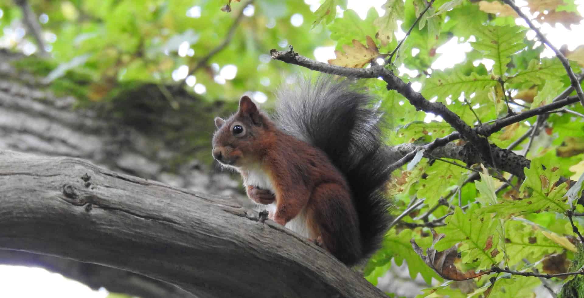 red squirrel sitting on a tree branch