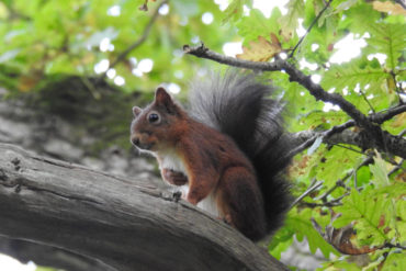 red squirrel sitting on a tree branch