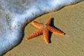 starfish on the beach