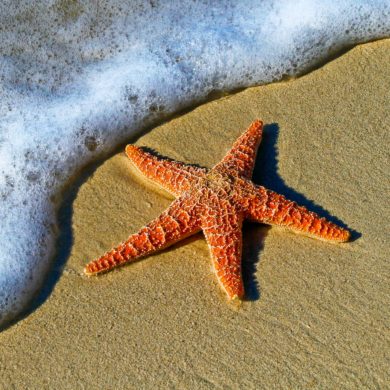 starfish on the beach