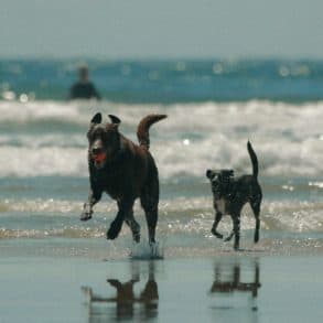 A pair of dogs on the beach in the summer