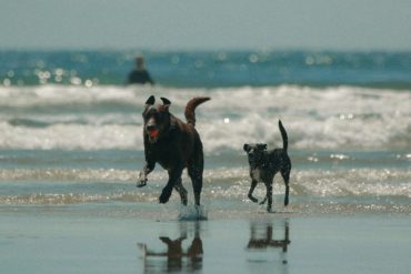 A pair of dogs on the beach in the summer