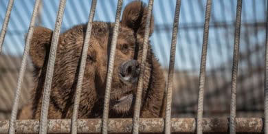 Bea behind bars