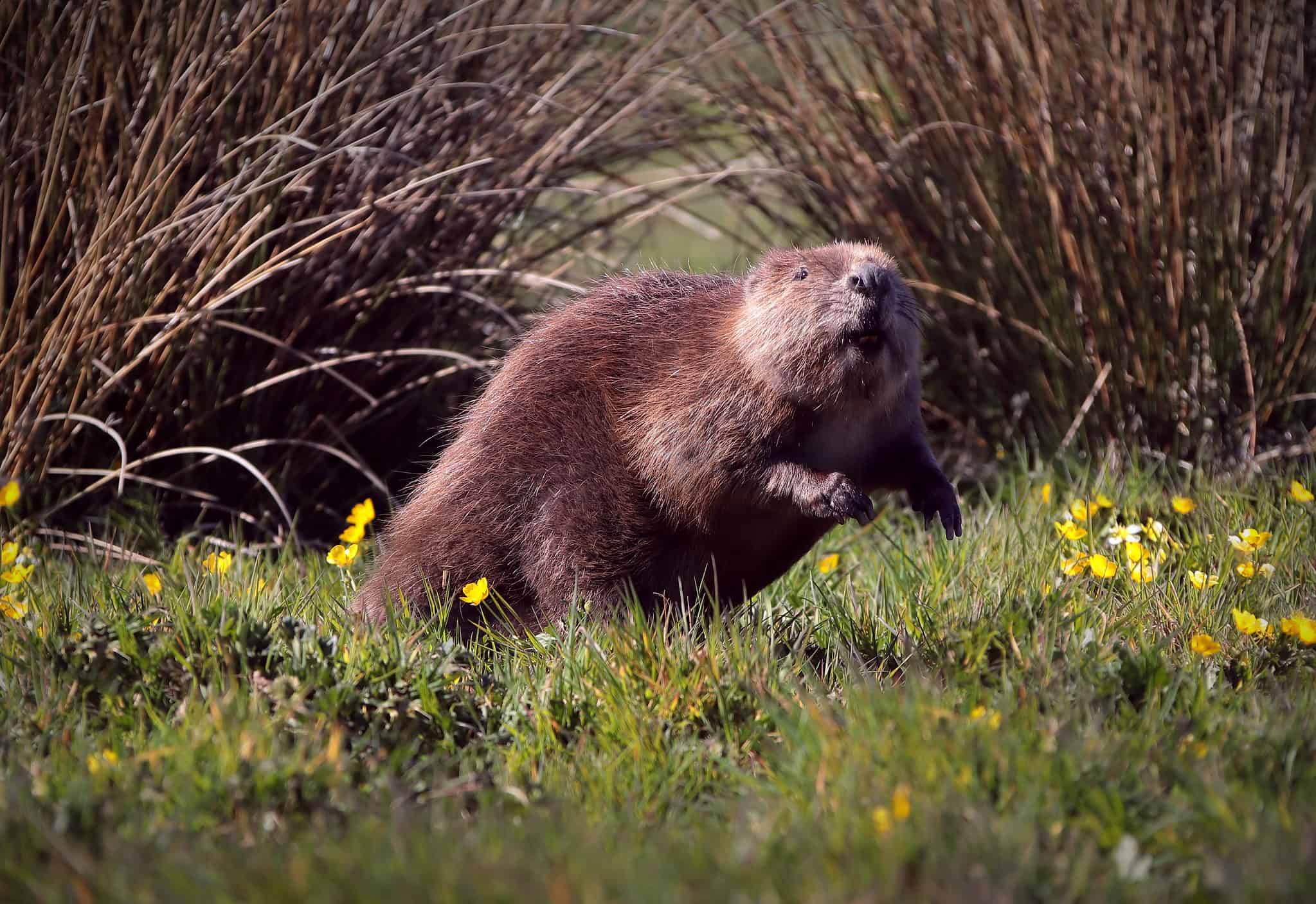 Beaver in the buttercups