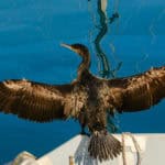 Cormorant with its wings spanned open to dry out