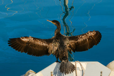 Cormorant with its wings spanned open to dry out