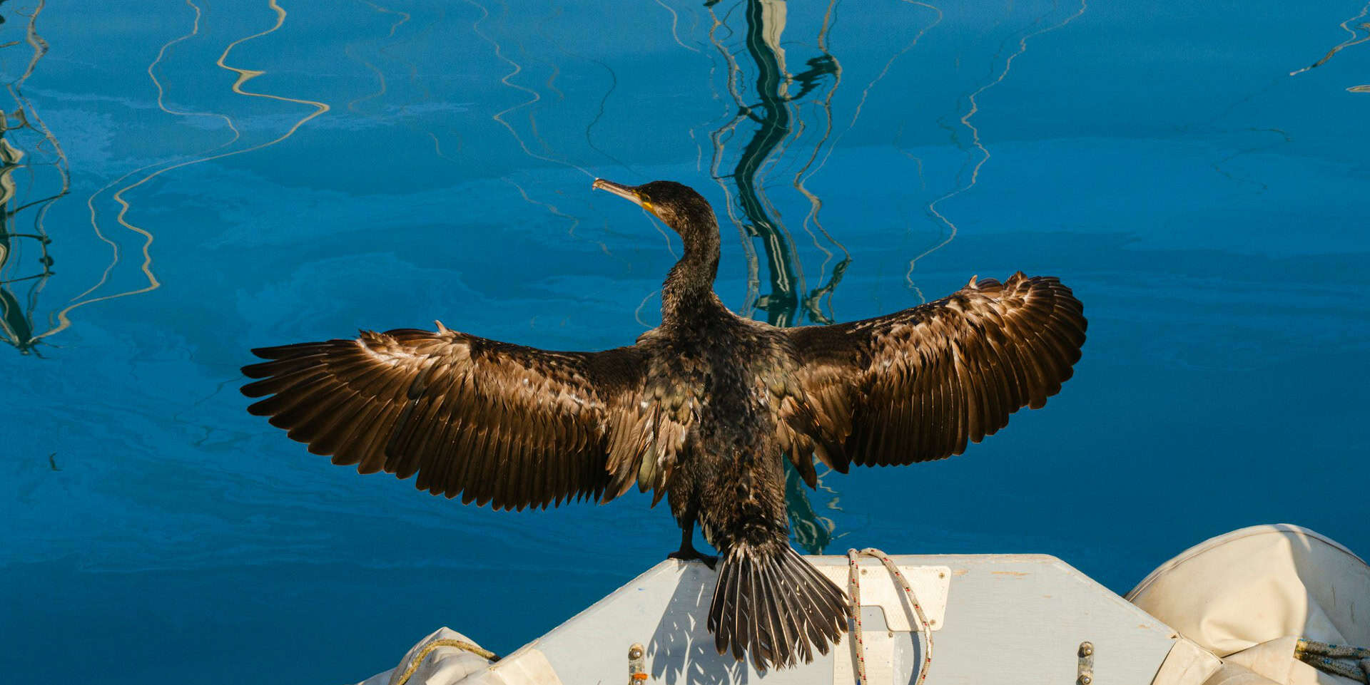 Cormorant with its wings spanned open to dry out