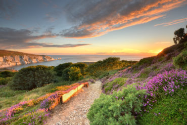 Shot of beautiful Headen Warren heather with The Needles in the background